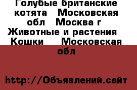 Голубые британские котята - Московская обл., Москва г. Животные и растения » Кошки   . Московская обл.